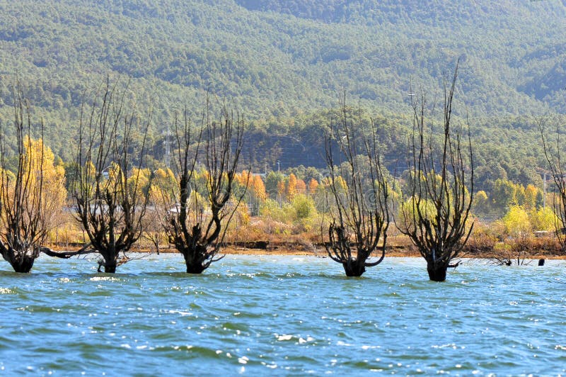 A withered Tree without leaves is standing in the lake water in winter.Taken in Lijiang，Yunan，China.Lashi Lake, also known as Lashihai, is about 6.2 miles from Lijiang. It is the origin of Ancient Tea and Horse Road and a paradise for viewing migrant birds. Yunan, China. pulling the central city of dam, is the first one in Yunnan Province in order to wet land named a nature reserve. Lashi as the ancient Naxi language translation of la as the shortage of dam, shi for the new, which means the shortage of new dam. Here in Northwest Yunnan originally part of the ancient geosynclinal Mesozoic uplift of the Yanshan fold movement into land, to become a Miocene peneplain, with the development of cross-sectional Mountains orogeny, to the late Pliocene to early Pleistocene, the quasi - Plain also split into three relative altitude 100-200 meters in altitude mountain basins, namely, Lashi dam, Lijiang dam, qihe dam. Lashi dam is one of the highest dam, there are still a dam in the waters, so he called Lashihai, lake elevation of 2437 meters. A withered Tree without leaves is standing in the lake water in winter.Taken in Lijiang，Yunan，China.Lashi Lake, also known as Lashihai, is about 6.2 miles from Lijiang. It is the origin of Ancient Tea and Horse Road and a paradise for viewing migrant birds. Yunan, China. pulling the central city of dam, is the first one in Yunnan Province in order to wet land named a nature reserve. Lashi as the ancient Naxi language translation of la as the shortage of dam, shi for the new, which means the shortage of new dam. Here in Northwest Yunnan originally part of the ancient geosynclinal Mesozoic uplift of the Yanshan fold movement into land, to become a Miocene peneplain, with the development of cross-sectional Mountains orogeny, to the late Pliocene to early Pleistocene, the quasi - Plain also split into three relative altitude 100-200 meters in altitude mountain basins, namely, Lashi dam, Lijiang dam, qihe dam. Lashi dam is one of the highest dam, there are still a dam in the waters, so he called Lashihai, lake elevation of 2437 meters.