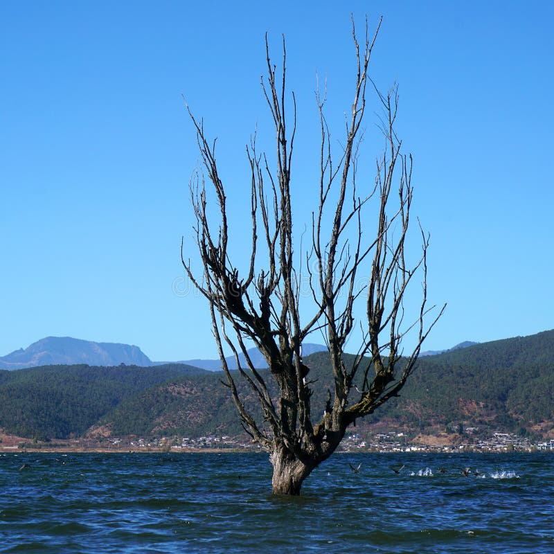 A withered Tree without leaves is standing in the lake water in winter.Taken in Lijiang，Yunan，China.Lashi Lake, also known as Lashihai, is about 6.2 miles from Lijiang. It is the origin of Ancient Tea and Horse Road and a paradise for viewing migrant birds. Yunan, China. pulling the central city of dam, is the first one in Yunnan Province in order to wet land named a nature reserve. Lashi as the ancient Naxi language translation of la as the shortage of dam, shi for the new, which means the shortage of new dam. Here in Northwest Yunnan originally part of the ancient geosynclinal Mesozoic uplift of the Yanshan fold movement into land, to become a Miocene peneplain, with the development of cross-sectional Mountains orogeny, to the late Pliocene to early Pleistocene, the quasi - Plain also split into three relative altitude 100-200 meters in altitude mountain basins, namely, Lashi dam, Lijiang dam, qihe dam. Lashi dam is one of the highest dam, there are still a dam in the waters, so he called Lashihai, lake elevation of 2437 meters. A withered Tree without leaves is standing in the lake water in winter.Taken in Lijiang，Yunan，China.Lashi Lake, also known as Lashihai, is about 6.2 miles from Lijiang. It is the origin of Ancient Tea and Horse Road and a paradise for viewing migrant birds. Yunan, China. pulling the central city of dam, is the first one in Yunnan Province in order to wet land named a nature reserve. Lashi as the ancient Naxi language translation of la as the shortage of dam, shi for the new, which means the shortage of new dam. Here in Northwest Yunnan originally part of the ancient geosynclinal Mesozoic uplift of the Yanshan fold movement into land, to become a Miocene peneplain, with the development of cross-sectional Mountains orogeny, to the late Pliocene to early Pleistocene, the quasi - Plain also split into three relative altitude 100-200 meters in altitude mountain basins, namely, Lashi dam, Lijiang dam, qihe dam. Lashi dam is one of the highest dam, there are still a dam in the waters, so he called Lashihai, lake elevation of 2437 meters.