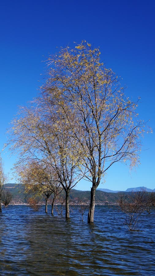 A withered Tree without leaves is standing in the lake water in winter.Taken in Lijiang，Yunan，China.Lashi Lake, also known as Lashihai, is about 6.2 miles from Lijiang. It is the origin of Ancient Tea and Horse Road and a paradise for viewing migrant birds. Yunan, China. pulling the central city of dam, is the first one in Yunnan Province in order to wet land named a nature reserve. Lashi as the ancient Naxi language translation of la as the shortage of dam, shi for the new, which means the shortage of new dam. Here in Northwest Yunnan originally part of the ancient geosynclinal Mesozoic uplift of the Yanshan fold movement into land, to become a Miocene peneplain, with the development of cross-sectional Mountains orogeny, to the late Pliocene to early Pleistocene, the quasi - Plain also split into three relative altitude 100-200 meters in altitude mountain basins, namely, Lashi dam, Lijiang dam, qihe dam. Lashi dam is one of the highest dam, there are still a dam in the waters, so he called Lashihai, lake elevation of 2437 meters. A withered Tree without leaves is standing in the lake water in winter.Taken in Lijiang，Yunan，China.Lashi Lake, also known as Lashihai, is about 6.2 miles from Lijiang. It is the origin of Ancient Tea and Horse Road and a paradise for viewing migrant birds. Yunan, China. pulling the central city of dam, is the first one in Yunnan Province in order to wet land named a nature reserve. Lashi as the ancient Naxi language translation of la as the shortage of dam, shi for the new, which means the shortage of new dam. Here in Northwest Yunnan originally part of the ancient geosynclinal Mesozoic uplift of the Yanshan fold movement into land, to become a Miocene peneplain, with the development of cross-sectional Mountains orogeny, to the late Pliocene to early Pleistocene, the quasi - Plain also split into three relative altitude 100-200 meters in altitude mountain basins, namely, Lashi dam, Lijiang dam, qihe dam. Lashi dam is one of the highest dam, there are still a dam in the waters, so he called Lashihai, lake elevation of 2437 meters.