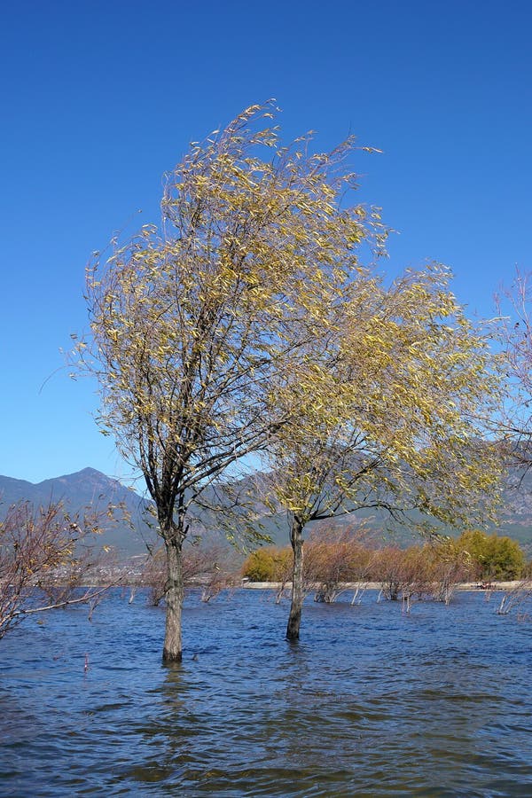 A withered Tree without leaves is standing in the lake water in winter.Taken in Lijiang，Yunan，China.Lashi Lake, also known as Lashihai, is about 6.2 miles from Lijiang. It is the origin of Ancient Tea and Horse Road and a paradise for viewing migrant birds. Yunan, China. pulling the central city of dam, is the first one in Yunnan Province in order to wet land named a nature reserve. Lashi as the ancient Naxi language translation of la as the shortage of dam, shi for the new, which means the shortage of new dam. Here in Northwest Yunnan originally part of the ancient geosynclinal Mesozoic uplift of the Yanshan fold movement into land, to become a Miocene peneplain, with the development of cross-sectional Mountains orogeny, to the late Pliocene to early Pleistocene, the quasi - Plain also split into three relative altitude 100-200 meters in altitude mountain basins, namely, Lashi dam, Lijiang dam, qihe dam. Lashi dam is one of the highest dam, there are still a dam in the waters, so he called Lashihai, lake elevation of 2437 meters. A withered Tree without leaves is standing in the lake water in winter.Taken in Lijiang，Yunan，China.Lashi Lake, also known as Lashihai, is about 6.2 miles from Lijiang. It is the origin of Ancient Tea and Horse Road and a paradise for viewing migrant birds. Yunan, China. pulling the central city of dam, is the first one in Yunnan Province in order to wet land named a nature reserve. Lashi as the ancient Naxi language translation of la as the shortage of dam, shi for the new, which means the shortage of new dam. Here in Northwest Yunnan originally part of the ancient geosynclinal Mesozoic uplift of the Yanshan fold movement into land, to become a Miocene peneplain, with the development of cross-sectional Mountains orogeny, to the late Pliocene to early Pleistocene, the quasi - Plain also split into three relative altitude 100-200 meters in altitude mountain basins, namely, Lashi dam, Lijiang dam, qihe dam. Lashi dam is one of the highest dam, there are still a dam in the waters, so he called Lashihai, lake elevation of 2437 meters.