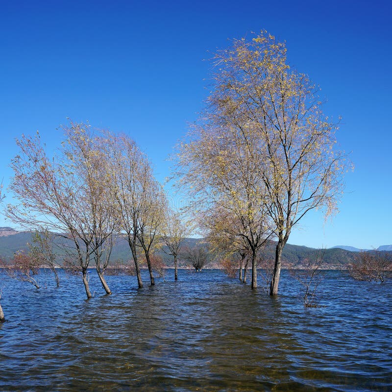 A withered Tree without leaves is standing in the lake water in winter.Taken in Lijiang，Yunan，China.Lashi Lake, also known as Lashihai, is about 6.2 miles from Lijiang. It is the origin of Ancient Tea and Horse Road and a paradise for viewing migrant birds. Yunan, China. pulling the central city of dam, is the first one in Yunnan Province in order to wet land named a nature reserve. Lashi as the ancient Naxi language translation of la as the shortage of dam, shi for the new, which means the shortage of new dam. Here in Northwest Yunnan originally part of the ancient geosynclinal Mesozoic uplift of the Yanshan fold movement into land, to become a Miocene peneplain, with the development of cross-sectional Mountains orogeny, to the late Pliocene to early Pleistocene, the quasi - Plain also split into three relative altitude 100-200 meters in altitude mountain basins, namely, Lashi dam, Lijiang dam, qihe dam. Lashi dam is one of the highest dam, there are still a dam in the waters, so he called Lashihai, lake elevation of 2437 meters. A withered Tree without leaves is standing in the lake water in winter.Taken in Lijiang，Yunan，China.Lashi Lake, also known as Lashihai, is about 6.2 miles from Lijiang. It is the origin of Ancient Tea and Horse Road and a paradise for viewing migrant birds. Yunan, China. pulling the central city of dam, is the first one in Yunnan Province in order to wet land named a nature reserve. Lashi as the ancient Naxi language translation of la as the shortage of dam, shi for the new, which means the shortage of new dam. Here in Northwest Yunnan originally part of the ancient geosynclinal Mesozoic uplift of the Yanshan fold movement into land, to become a Miocene peneplain, with the development of cross-sectional Mountains orogeny, to the late Pliocene to early Pleistocene, the quasi - Plain also split into three relative altitude 100-200 meters in altitude mountain basins, namely, Lashi dam, Lijiang dam, qihe dam. Lashi dam is one of the highest dam, there are still a dam in the waters, so he called Lashihai, lake elevation of 2437 meters.