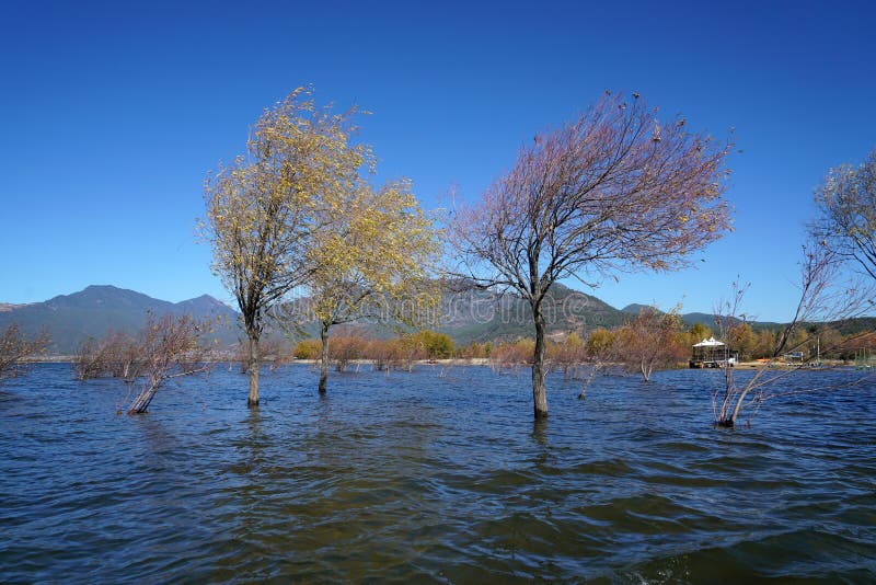 A withered Tree without leaves is standing in the lake water in winter.Taken in Lijiang，Yunan，China.Lashi Lake, also known as Lashihai, is about 6.2 miles from Lijiang. It is the origin of Ancient Tea and Horse Road and a paradise for viewing migrant birds. Yunan, China. pulling the central city of dam, is the first one in Yunnan Province in order to wet land named a nature reserve. Lashi as the ancient Naxi language translation of la as the shortage of dam, shi for the new, which means the shortage of new dam. Here in Northwest Yunnan originally part of the ancient geosynclinal Mesozoic uplift of the Yanshan fold movement into land, to become a Miocene peneplain, with the development of cross-sectional Mountains orogeny, to the late Pliocene to early Pleistocene, the quasi - Plain also split into three relative altitude 100-200 meters in altitude mountain basins, namely, Lashi dam, Lijiang dam, qihe dam. Lashi dam is one of the highest dam, there are still a dam in the waters, so he called Lashihai, lake elevation of 2437 meters. A withered Tree without leaves is standing in the lake water in winter.Taken in Lijiang，Yunan，China.Lashi Lake, also known as Lashihai, is about 6.2 miles from Lijiang. It is the origin of Ancient Tea and Horse Road and a paradise for viewing migrant birds. Yunan, China. pulling the central city of dam, is the first one in Yunnan Province in order to wet land named a nature reserve. Lashi as the ancient Naxi language translation of la as the shortage of dam, shi for the new, which means the shortage of new dam. Here in Northwest Yunnan originally part of the ancient geosynclinal Mesozoic uplift of the Yanshan fold movement into land, to become a Miocene peneplain, with the development of cross-sectional Mountains orogeny, to the late Pliocene to early Pleistocene, the quasi - Plain also split into three relative altitude 100-200 meters in altitude mountain basins, namely, Lashi dam, Lijiang dam, qihe dam. Lashi dam is one of the highest dam, there are still a dam in the waters, so he called Lashihai, lake elevation of 2437 meters.