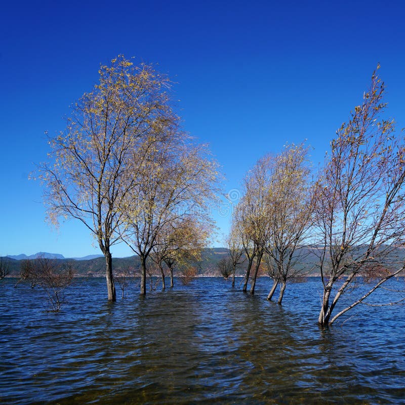 A withered Tree without leaves is standing in the lake water in winter.Taken in Lijiang，Yunan，China.Lashi Lake, also known as Lashihai, is about 6.2 miles from Lijiang. It is the origin of Ancient Tea and Horse Road and a paradise for viewing migrant birds. Yunan, China. pulling the central city of dam, is the first one in Yunnan Province in order to wet land named a nature reserve. Lashi as the ancient Naxi language translation of la as the shortage of dam, shi for the new, which means the shortage of new dam. Here in Northwest Yunnan originally part of the ancient geosynclinal Mesozoic uplift of the Yanshan fold movement into land, to become a Miocene peneplain, with the development of cross-sectional Mountains orogeny, to the late Pliocene to early Pleistocene, the quasi - Plain also split into three relative altitude 100-200 meters in altitude mountain basins, namely, Lashi dam, Lijiang dam, qihe dam. Lashi dam is one of the highest dam, there are still a dam in the waters, so he called Lashihai, lake elevation of 2437 meters. A withered Tree without leaves is standing in the lake water in winter.Taken in Lijiang，Yunan，China.Lashi Lake, also known as Lashihai, is about 6.2 miles from Lijiang. It is the origin of Ancient Tea and Horse Road and a paradise for viewing migrant birds. Yunan, China. pulling the central city of dam, is the first one in Yunnan Province in order to wet land named a nature reserve. Lashi as the ancient Naxi language translation of la as the shortage of dam, shi for the new, which means the shortage of new dam. Here in Northwest Yunnan originally part of the ancient geosynclinal Mesozoic uplift of the Yanshan fold movement into land, to become a Miocene peneplain, with the development of cross-sectional Mountains orogeny, to the late Pliocene to early Pleistocene, the quasi - Plain also split into three relative altitude 100-200 meters in altitude mountain basins, namely, Lashi dam, Lijiang dam, qihe dam. Lashi dam is one of the highest dam, there are still a dam in the waters, so he called Lashihai, lake elevation of 2437 meters.