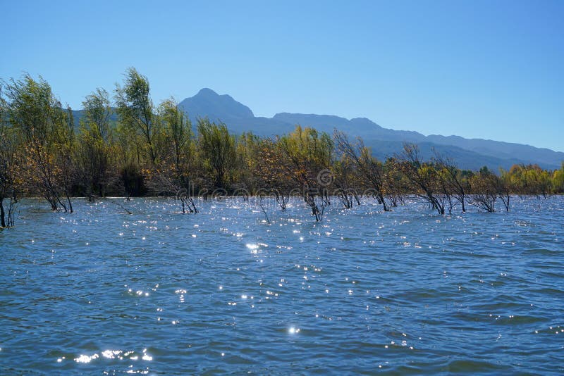 A withered Tree without leaves is standing in the lake water in winter.Taken in Lijiang，Yunan，China.Lashi Lake, also known as Lashihai, is about 6.2 miles from Lijiang. It is the origin of Ancient Tea and Horse Road and a paradise for viewing migrant birds. Yunan, China. pulling the central city of dam, is the first one in Yunnan Province in order to wet land named a nature reserve. Lashi as the ancient Naxi language translation of la as the shortage of dam, shi for the new, which means the shortage of new dam. Here in Northwest Yunnan originally part of the ancient geosynclinal Mesozoic uplift of the Yanshan fold movement into land, to become a Miocene peneplain, with the development of cross-sectional Mountains orogeny, to the late Pliocene to early Pleistocene, the quasi - Plain also split into three relative altitude 100-200 meters in altitude mountain basins, namely, Lashi dam, Lijiang dam, qihe dam. Lashi dam is one of the highest dam, there are still a dam in the waters, so he called Lashihai, lake elevation of 2437 meters. A withered Tree without leaves is standing in the lake water in winter.Taken in Lijiang，Yunan，China.Lashi Lake, also known as Lashihai, is about 6.2 miles from Lijiang. It is the origin of Ancient Tea and Horse Road and a paradise for viewing migrant birds. Yunan, China. pulling the central city of dam, is the first one in Yunnan Province in order to wet land named a nature reserve. Lashi as the ancient Naxi language translation of la as the shortage of dam, shi for the new, which means the shortage of new dam. Here in Northwest Yunnan originally part of the ancient geosynclinal Mesozoic uplift of the Yanshan fold movement into land, to become a Miocene peneplain, with the development of cross-sectional Mountains orogeny, to the late Pliocene to early Pleistocene, the quasi - Plain also split into three relative altitude 100-200 meters in altitude mountain basins, namely, Lashi dam, Lijiang dam, qihe dam. Lashi dam is one of the highest dam, there are still a dam in the waters, so he called Lashihai, lake elevation of 2437 meters.