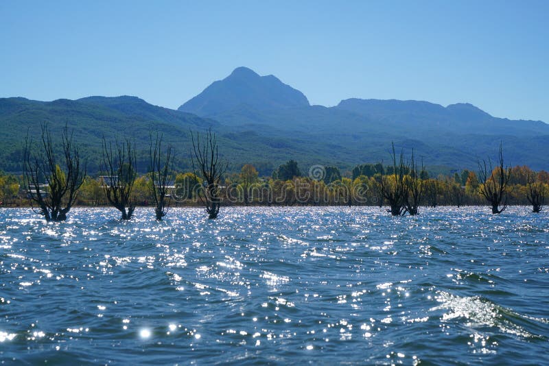 A withered Tree without leaves is standing in the lake water in winter.Taken in Lijiang，Yunan，China.Lashi Lake, also known as Lashihai, is about 6.2 miles from Lijiang. It is the origin of Ancient Tea and Horse Road and a paradise for viewing migrant birds. Yunan, China. pulling the central city of dam, is the first one in Yunnan Province in order to wet land named a nature reserve. Lashi as the ancient Naxi language translation of la as the shortage of dam, shi for the new, which means the shortage of new dam. Here in Northwest Yunnan originally part of the ancient geosynclinal Mesozoic uplift of the Yanshan fold movement into land, to become a Miocene peneplain, with the development of cross-sectional Mountains orogeny, to the late Pliocene to early Pleistocene, the quasi - Plain also split into three relative altitude 100-200 meters in altitude mountain basins, namely, Lashi dam, Lijiang dam, qihe dam. Lashi dam is one of the highest dam, there are still a dam in the waters, so he called Lashihai, lake elevation of 2437 meters. A withered Tree without leaves is standing in the lake water in winter.Taken in Lijiang，Yunan，China.Lashi Lake, also known as Lashihai, is about 6.2 miles from Lijiang. It is the origin of Ancient Tea and Horse Road and a paradise for viewing migrant birds. Yunan, China. pulling the central city of dam, is the first one in Yunnan Province in order to wet land named a nature reserve. Lashi as the ancient Naxi language translation of la as the shortage of dam, shi for the new, which means the shortage of new dam. Here in Northwest Yunnan originally part of the ancient geosynclinal Mesozoic uplift of the Yanshan fold movement into land, to become a Miocene peneplain, with the development of cross-sectional Mountains orogeny, to the late Pliocene to early Pleistocene, the quasi - Plain also split into three relative altitude 100-200 meters in altitude mountain basins, namely, Lashi dam, Lijiang dam, qihe dam. Lashi dam is one of the highest dam, there are still a dam in the waters, so he called Lashihai, lake elevation of 2437 meters.