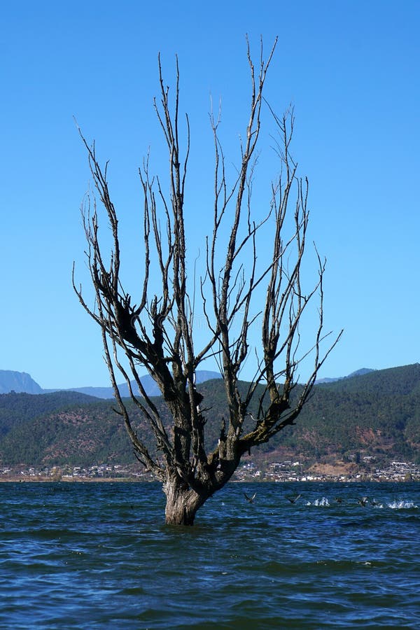 A withered Tree without leaves is standing in the lake water in winter.Taken in Lijiang，Yunan，China.Lashi Lake, also known as Lashihai, is about 6.2 miles from Lijiang. It is the origin of Ancient Tea and Horse Road and a paradise for viewing migrant birds. Yunan, China. pulling the central city of dam, is the first one in Yunnan Province in order to wet land named a nature reserve. Lashi as the ancient Naxi language translation of la as the shortage of dam, shi for the new, which means the shortage of new dam. Here in Northwest Yunnan originally part of the ancient geosynclinal Mesozoic uplift of the Yanshan fold movement into land, to become a Miocene peneplain, with the development of cross-sectional Mountains orogeny, to the late Pliocene to early Pleistocene, the quasi - Plain also split into three relative altitude 100-200 meters in altitude mountain basins, namely, Lashi dam, Lijiang dam, qihe dam. Lashi dam is one of the highest dam, there are still a dam in the waters, so he called Lashihai, lake elevation of 2437 meters. A withered Tree without leaves is standing in the lake water in winter.Taken in Lijiang，Yunan，China.Lashi Lake, also known as Lashihai, is about 6.2 miles from Lijiang. It is the origin of Ancient Tea and Horse Road and a paradise for viewing migrant birds. Yunan, China. pulling the central city of dam, is the first one in Yunnan Province in order to wet land named a nature reserve. Lashi as the ancient Naxi language translation of la as the shortage of dam, shi for the new, which means the shortage of new dam. Here in Northwest Yunnan originally part of the ancient geosynclinal Mesozoic uplift of the Yanshan fold movement into land, to become a Miocene peneplain, with the development of cross-sectional Mountains orogeny, to the late Pliocene to early Pleistocene, the quasi - Plain also split into three relative altitude 100-200 meters in altitude mountain basins, namely, Lashi dam, Lijiang dam, qihe dam. Lashi dam is one of the highest dam, there are still a dam in the waters, so he called Lashihai, lake elevation of 2437 meters.