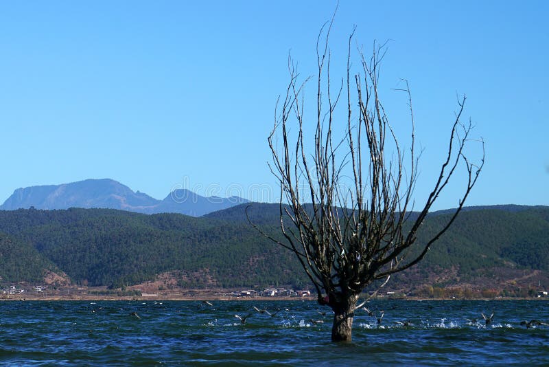 A withered Tree without leaves is standing in the lake water in winter.Taken in Lijiang，Yunan，China.Lashi Lake, also known as Lashihai, is about 6.2 miles from Lijiang. It is the origin of Ancient Tea and Horse Road and a paradise for viewing migrant birds. Yunan, China. pulling the central city of dam, is the first one in Yunnan Province in order to wet land named a nature reserve. Lashi as the ancient Naxi language translation of la as the shortage of dam, shi for the new, which means the shortage of new dam. Here in Northwest Yunnan originally part of the ancient geosynclinal Mesozoic uplift of the Yanshan fold movement into land, to become a Miocene peneplain, with the development of cross-sectional Mountains orogeny, to the late Pliocene to early Pleistocene, the quasi - Plain also split into three relative altitude 100-200 meters in altitude mountain basins, namely, Lashi dam, Lijiang dam, qihe dam. Lashi dam is one of the highest dam, there are still a dam in the waters, so he called Lashihai, lake elevation of 2437 meters. A withered Tree without leaves is standing in the lake water in winter.Taken in Lijiang，Yunan，China.Lashi Lake, also known as Lashihai, is about 6.2 miles from Lijiang. It is the origin of Ancient Tea and Horse Road and a paradise for viewing migrant birds. Yunan, China. pulling the central city of dam, is the first one in Yunnan Province in order to wet land named a nature reserve. Lashi as the ancient Naxi language translation of la as the shortage of dam, shi for the new, which means the shortage of new dam. Here in Northwest Yunnan originally part of the ancient geosynclinal Mesozoic uplift of the Yanshan fold movement into land, to become a Miocene peneplain, with the development of cross-sectional Mountains orogeny, to the late Pliocene to early Pleistocene, the quasi - Plain also split into three relative altitude 100-200 meters in altitude mountain basins, namely, Lashi dam, Lijiang dam, qihe dam. Lashi dam is one of the highest dam, there are still a dam in the waters, so he called Lashihai, lake elevation of 2437 meters.