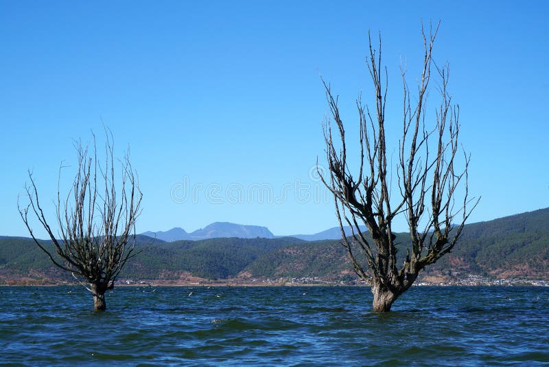 A withered Tree without leaves is standing in the lake water in winter.Taken in Lijiang，Yunan，China.Lashi Lake, also known as Lashihai, is about 6.2 miles from Lijiang. It is the origin of Ancient Tea and Horse Road and a paradise for viewing migrant birds. Yunan, China. pulling the central city of dam, is the first one in Yunnan Province in order to wet land named a nature reserve. Lashi as the ancient Naxi language translation of la as the shortage of dam, shi for the new, which means the shortage of new dam. Here in Northwest Yunnan originally part of the ancient geosynclinal Mesozoic uplift of the Yanshan fold movement into land, to become a Miocene peneplain, with the development of cross-sectional Mountains orogeny, to the late Pliocene to early Pleistocene, the quasi - Plain also split into three relative altitude 100-200 meters in altitude mountain basins, namely, Lashi dam, Lijiang dam, qihe dam. Lashi dam is one of the highest dam, there are still a dam in the waters, so he called Lashihai, lake elevation of 2437 meters. A withered Tree without leaves is standing in the lake water in winter.Taken in Lijiang，Yunan，China.Lashi Lake, also known as Lashihai, is about 6.2 miles from Lijiang. It is the origin of Ancient Tea and Horse Road and a paradise for viewing migrant birds. Yunan, China. pulling the central city of dam, is the first one in Yunnan Province in order to wet land named a nature reserve. Lashi as the ancient Naxi language translation of la as the shortage of dam, shi for the new, which means the shortage of new dam. Here in Northwest Yunnan originally part of the ancient geosynclinal Mesozoic uplift of the Yanshan fold movement into land, to become a Miocene peneplain, with the development of cross-sectional Mountains orogeny, to the late Pliocene to early Pleistocene, the quasi - Plain also split into three relative altitude 100-200 meters in altitude mountain basins, namely, Lashi dam, Lijiang dam, qihe dam. Lashi dam is one of the highest dam, there are still a dam in the waters, so he called Lashihai, lake elevation of 2437 meters.