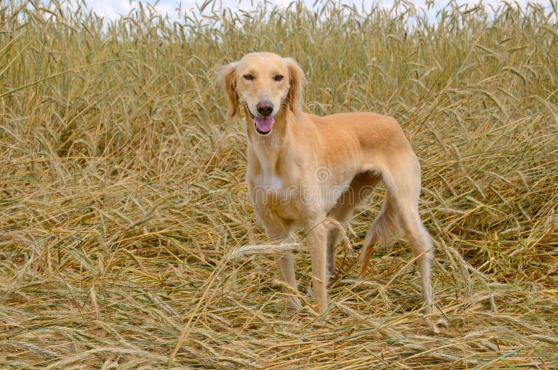 Kazakhvinthund Tazi arkivfoto. Bild av angus, hund, medf8ort 42324700