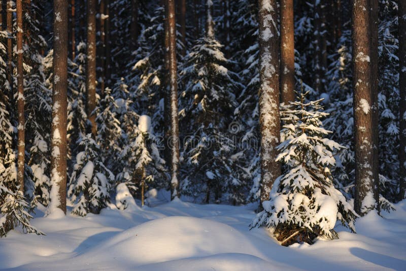 Landscape of the wintery snow covered forest view with sun glare. Landscape of the wintery snow covered forest view with sun glare