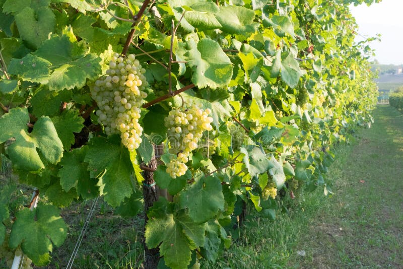 355 Glera Grapes Stock Photos Free & RoyaltyFree Stock Photos from