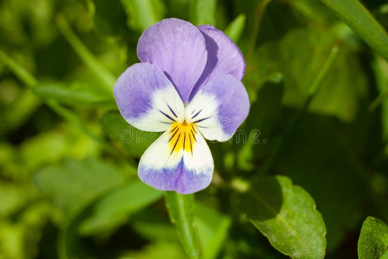 Viola bonita da flor tricolor, ou amor perfeito imagem de stock Viola bonita da flor tricolor, ou amor perfeito imagem de stock