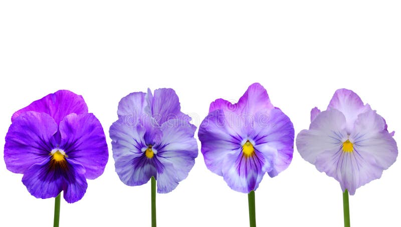 Viola cornuta Blumen lizenzfreies stockbild