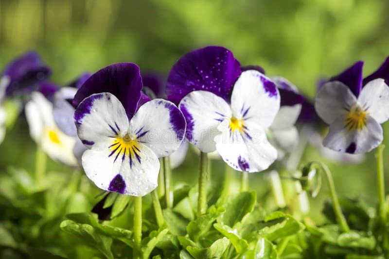 Viola Cornuta Pansies photo stock Viola Cornuta Pansies photo stock