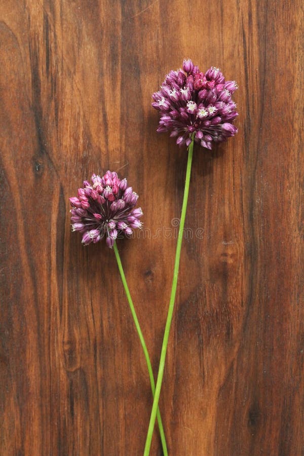 Viola della cipolla selvatica su un fondo di legno della noce nera Bei wildflowers di estate Due fiori minimalism Verticale, immagini stock libere da diritti Viola della cipolla selvatica su un fondo di legno della noce nera Bei wildflowers di estate Due fiori minimalism Verticale, immagini stock libere da diritti