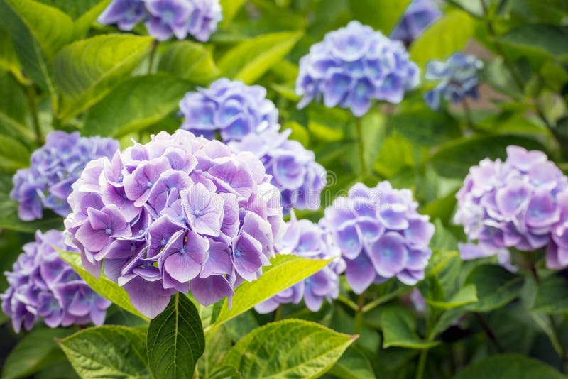 Viola e pianta di fioritura blu di macrophylla dell'ortensia dalla fine immagini stock libere da diritti Viola e pianta di fioritura blu di macrophylla dell'ortensia dalla fine immagini stock libere da diritti