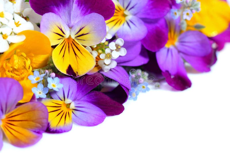 A viola floresce a beira imagem de stock royalty free A viola floresce a beira imagem de stock royalty free