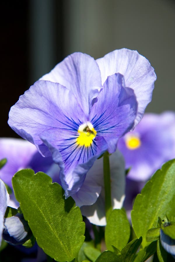 Viola flowers in pot stock image. Image of season, botanical 11100611
