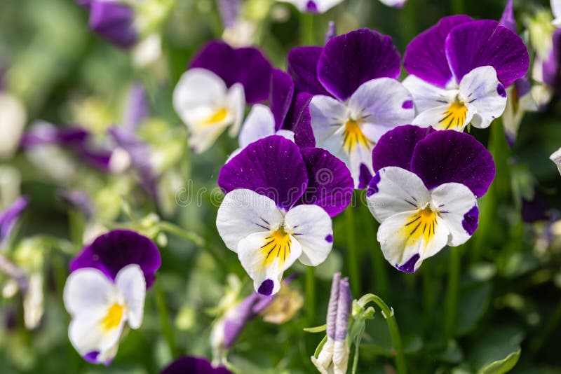 Viola Flower in Garden at Sunny Summer or Spring Day Stock Image