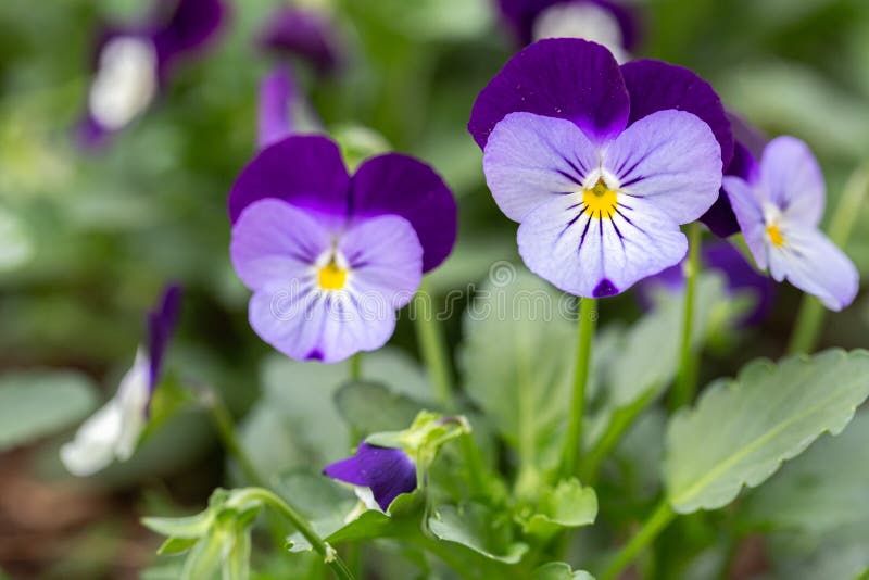 Viola Flower in Garden at Sunny Summer or Spring Day Stock Photo Image of tree, winter 186236988