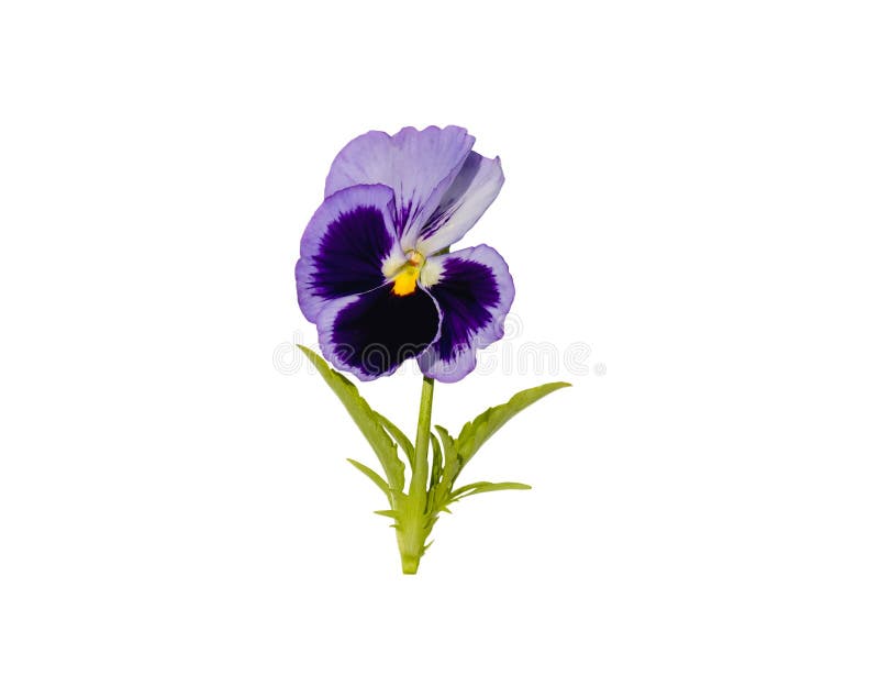 Viola Flower is Highlighted on a White Background Stock Image Image