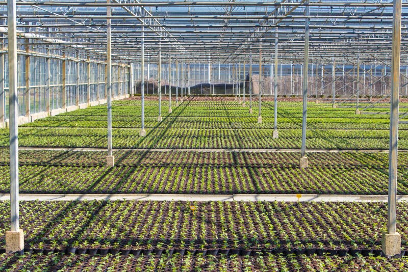 Viola Nursery in a Greenhouse Stock Photo Image of colorful
