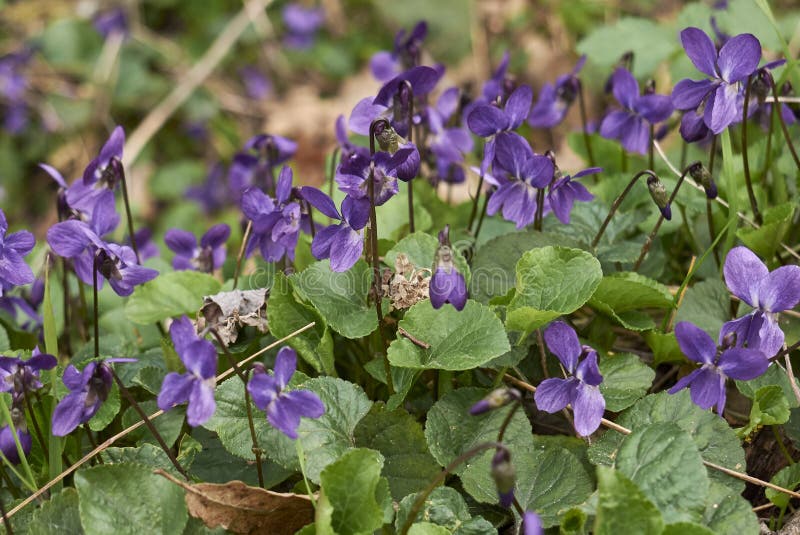 Viola odorata in bloom stock photo. Image of green, edible 207367332
