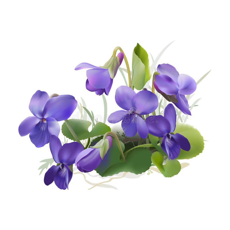 Viola odorata. stock vector. Illustration of background ...