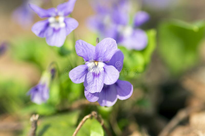 Viola odorata wild small flower in bloom, violet purple flowering plant royalty free stock photo Viola odorata wild small flower in bloom, violet purple flowering plant royalty free stock photo