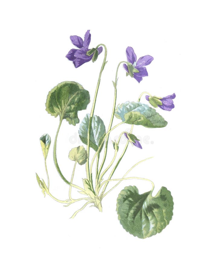 Viola Odorata or Wood Violet Flower. Hand Drawn Illustration. Sweet ...