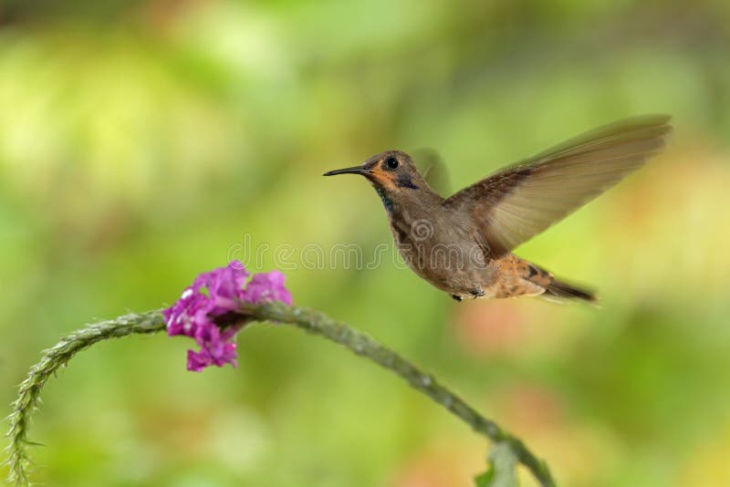 Viola-orecchio di Brown del colibrì, delphinae di Colibri, volanti accanto al bello fiore rosa, fondo verde arancio fiorito piace
