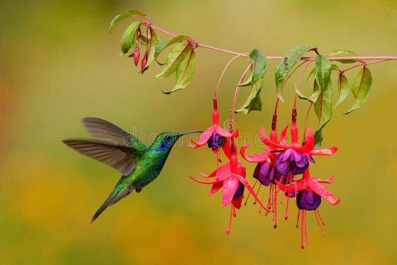 Viola-orecchio di verde del colibrì, thalassinus verdi di Colibri, volando accanto al bello fiore rosa e viola, Savegre, Costa Ri
