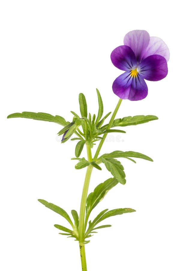Viola/pansy tricolor isolated on white background