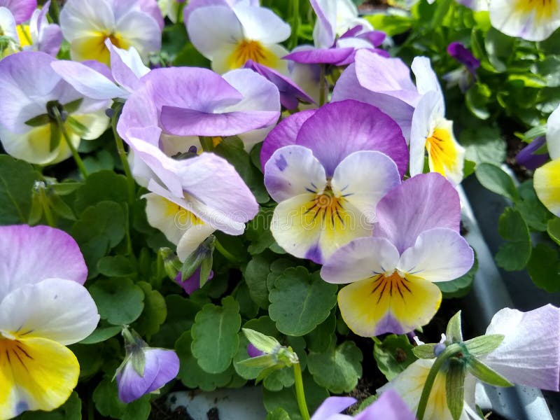 Viola `Pink Beacon` stock image. Image of gardening 195357161
