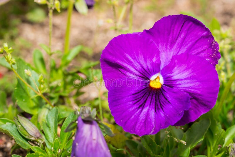Viola Purple Pansy Flower in Garden. Stock Image Image of color