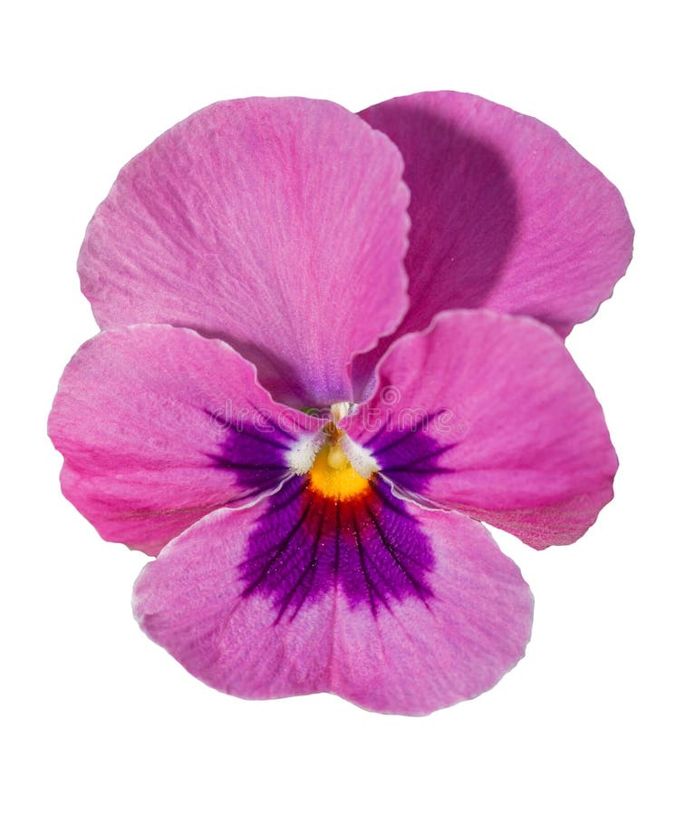 Viola Purple Pansy Flower Isolated on White Stock Photo Image of love