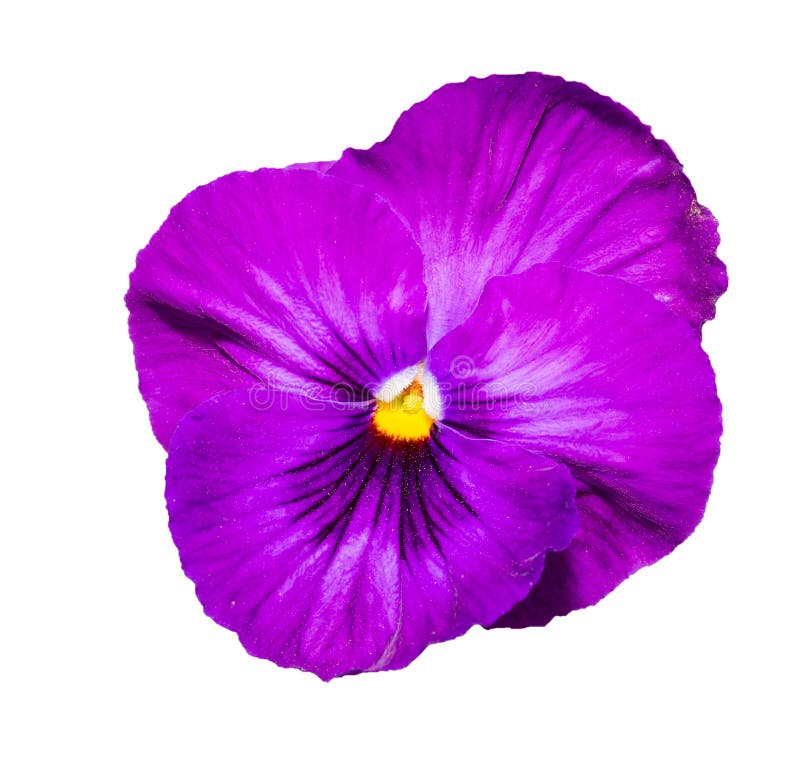 Viola Purple Pansy Flower Isolated on White Stock Photo Image of love