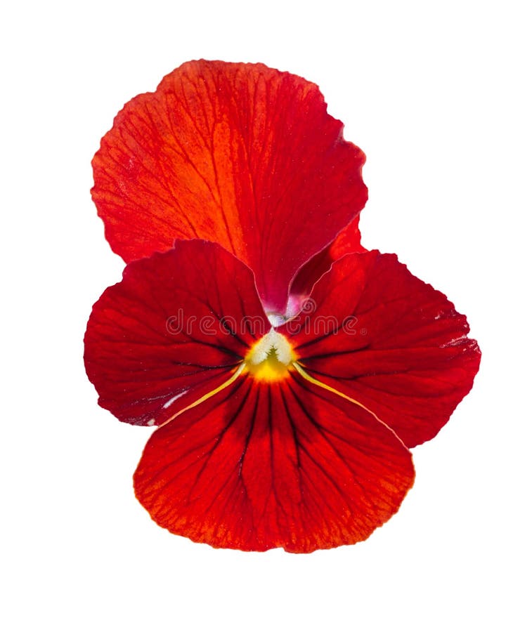 Viola red Pansy Flower Isolated on White
