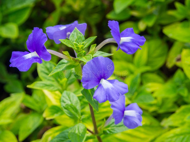 Viola sororia, known commonly as the common blue violet, is a short-stemmed herbaceous perennial plant.