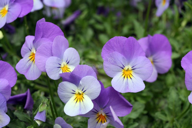 Viola tricolor cats