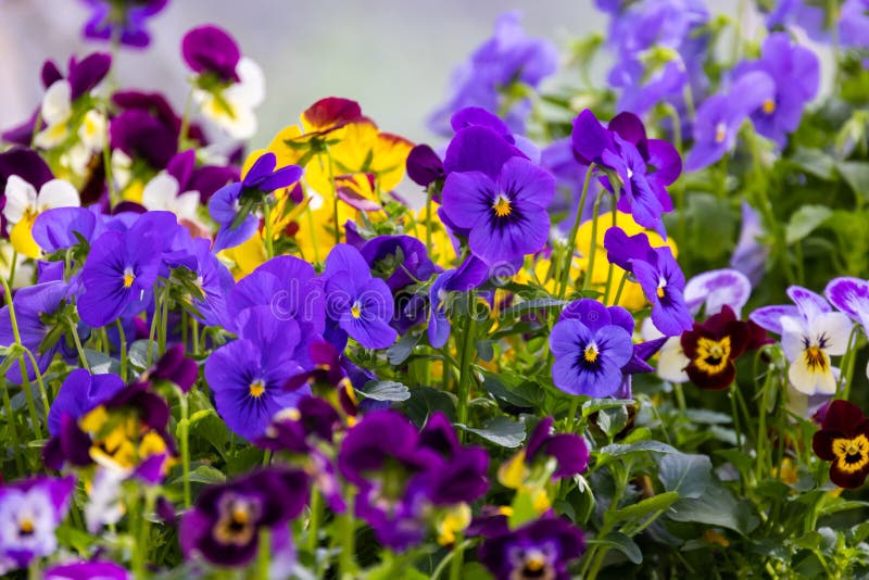 Viola tricolor decorative flowers growing in a garden on a summer day