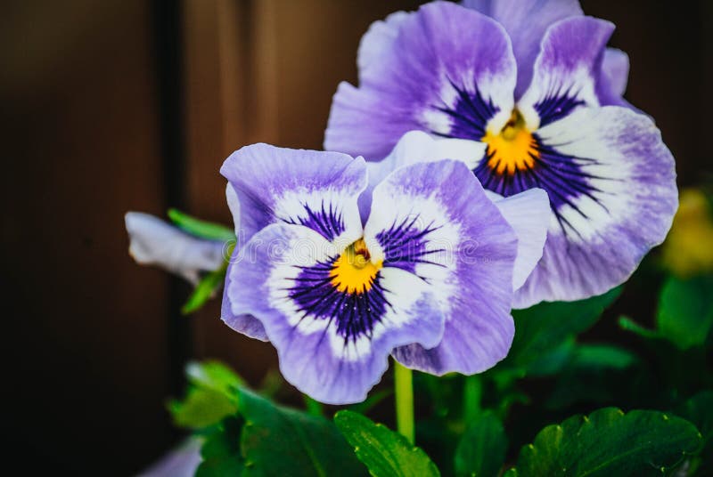 Viola Tricolor in the Garden Stock Photo - Image of flora, background ...