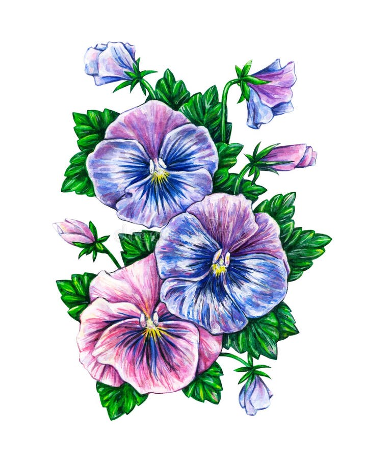 Viola Tricolor. Watercolor Colorful Pansies Flowers Drawing Stock