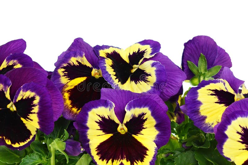 12,313 White Viola Plant Stock Photos Free & RoyaltyFree Stock