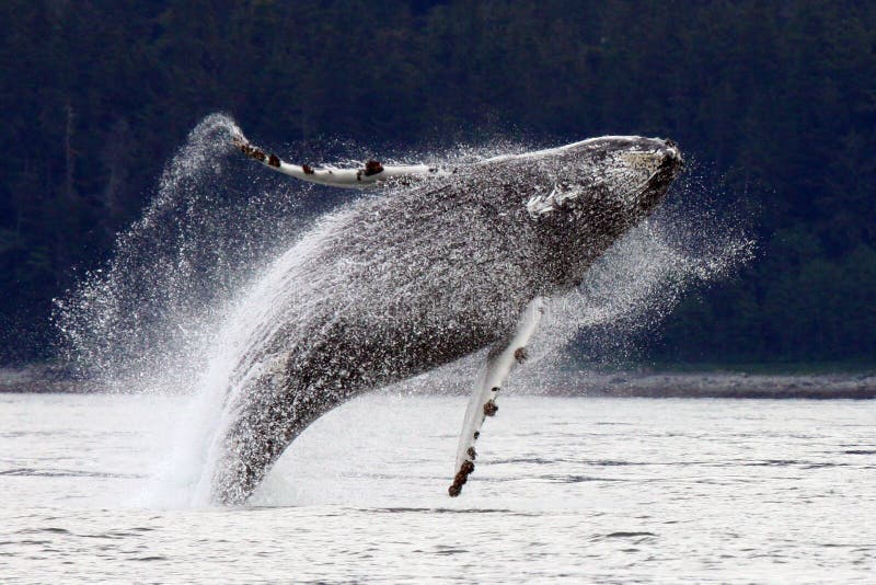 Violación, saltando la ballena de Humpback de Alaska