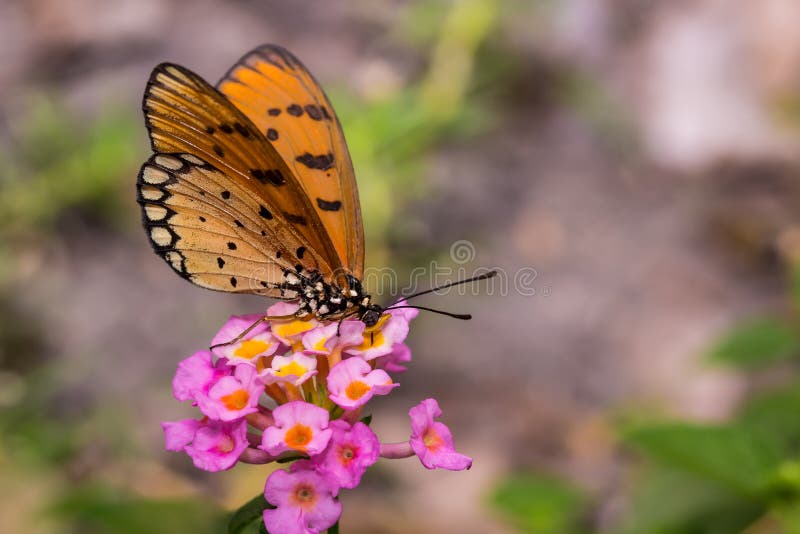 Violae de Tawny Coster Acraea da borboleta imagem de stock Violae de Tawny Coster Acraea da borboleta imagem de stock