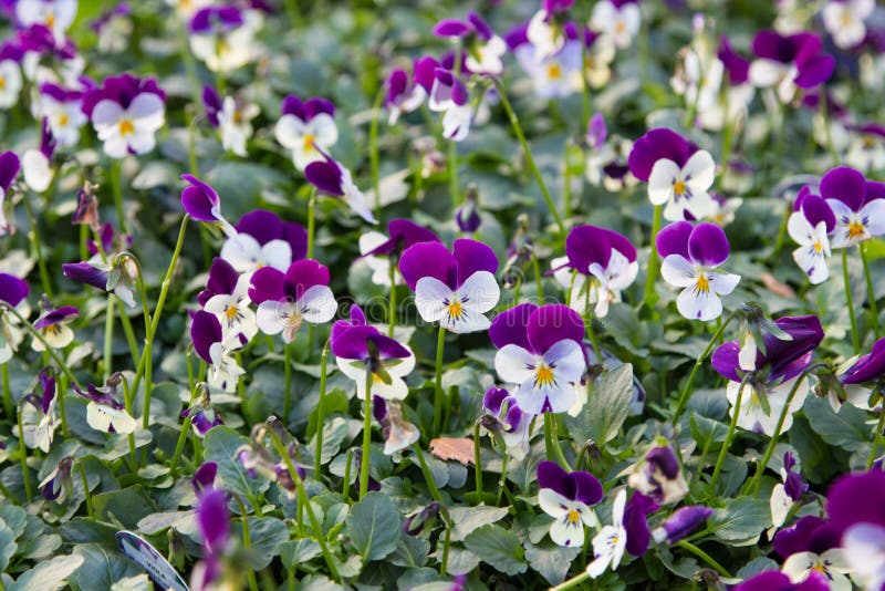 violas stockbild violas stockbild