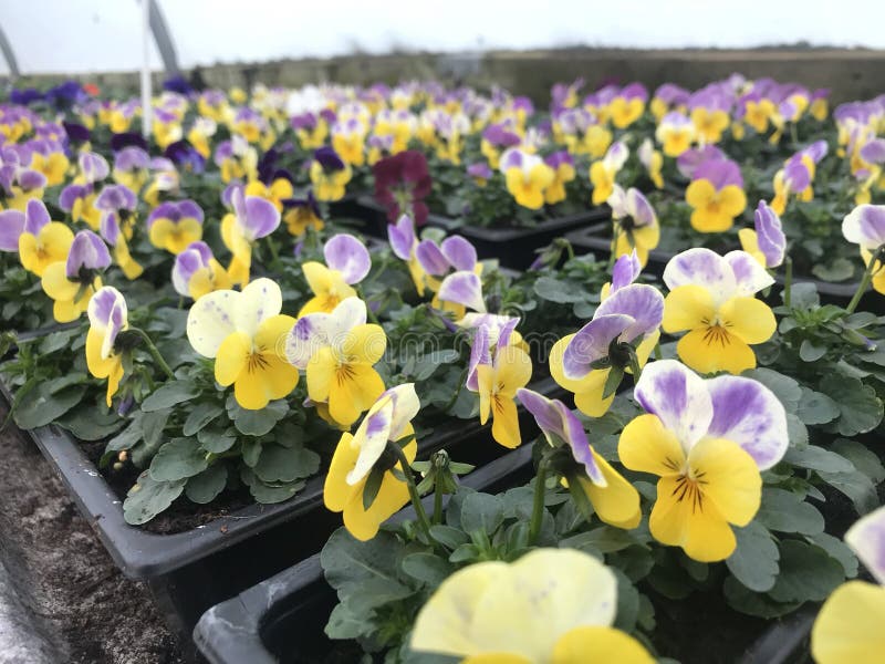 Violas amarelas e roxas imagem de stock Violas amarelas e roxas imagem de stock