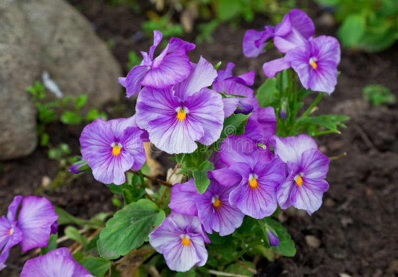 Violas or Pansies stock image. Image of flowerbed, flower 22972577