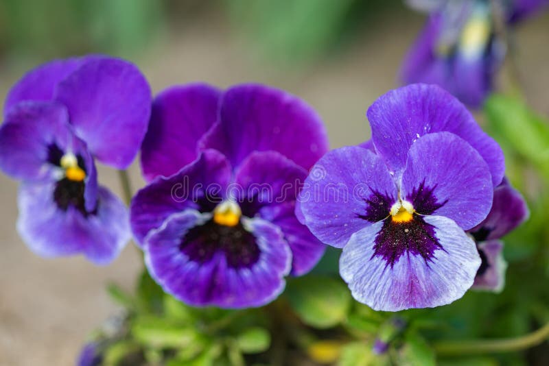 Violas or Pansies stock image. Image of flowerbed, flower 22972577